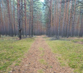 Прирезка лесных участков Кадастровые работы в Павловске